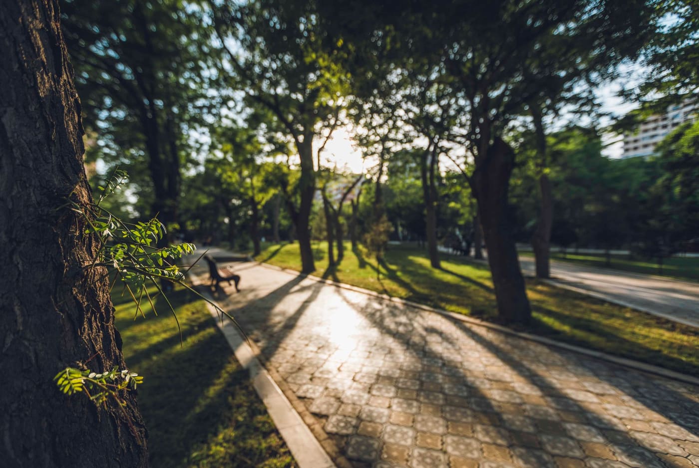 A sunlit paved path lined with green trees in a park